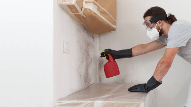 Professional Basement Mold Remediation technician working in Plano, KY