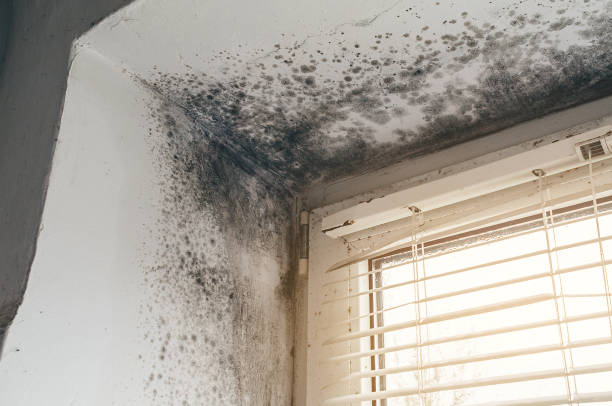 Trusted Black Mold Removal service in Plano, KY - Cheap Mold Removal